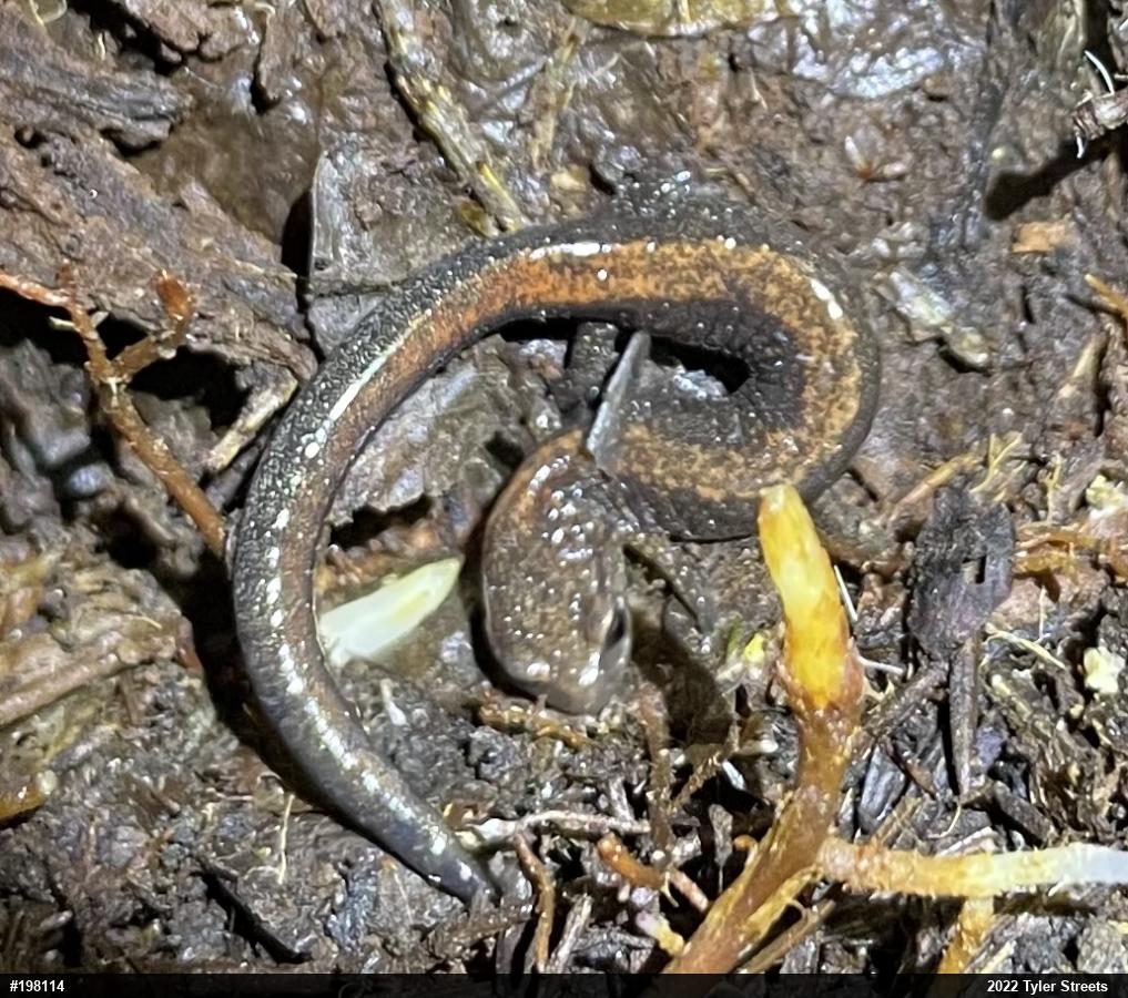Eastern Red-backed  Salamander