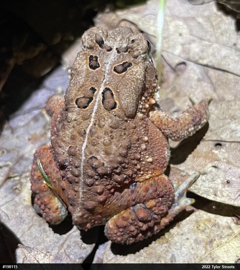Eastern American Toad