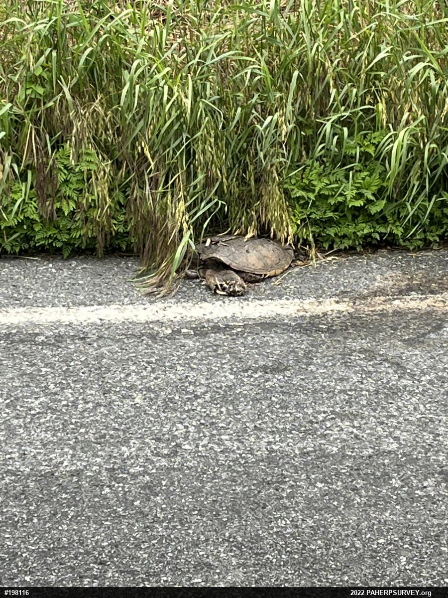 Snapping Turtle