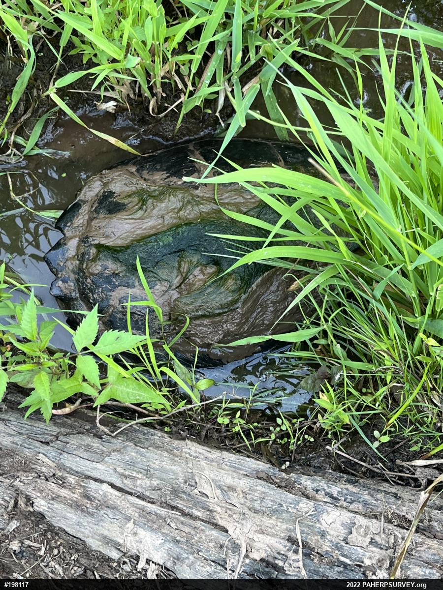 Snapping Turtle