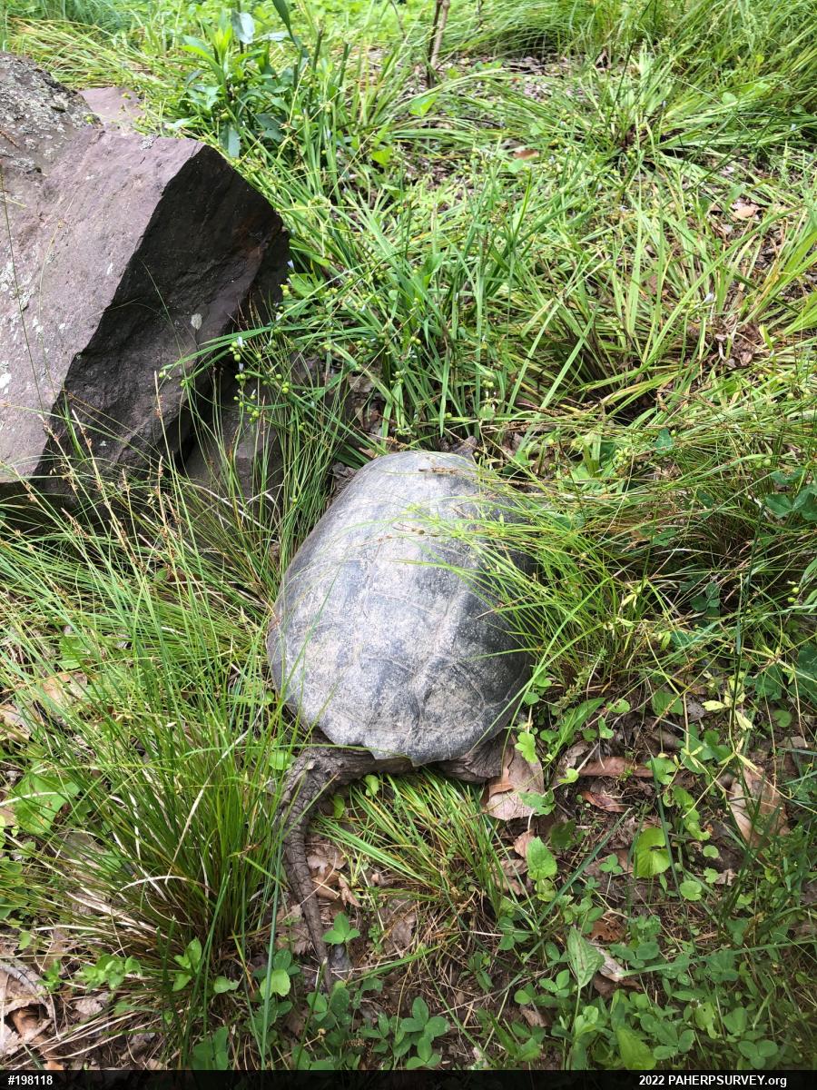 Snapping Turtle