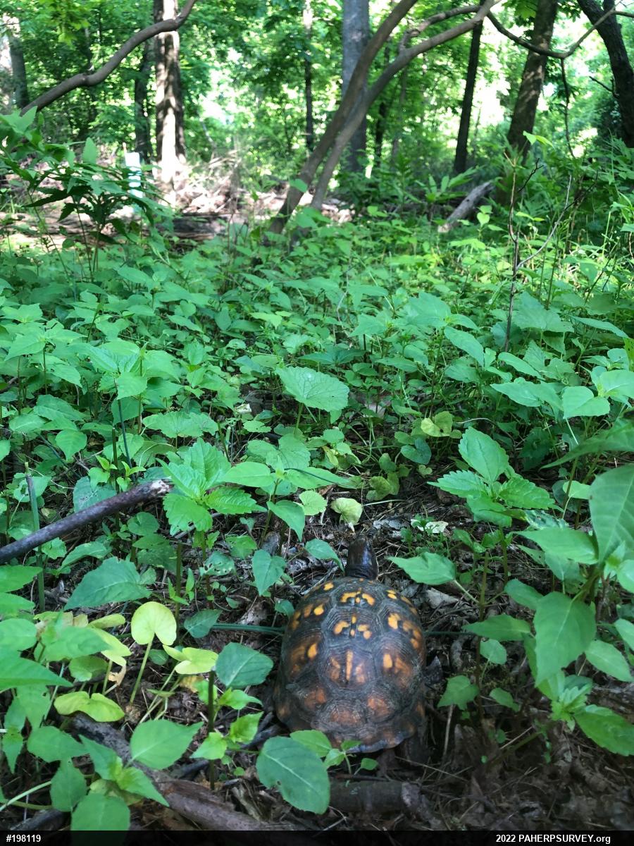 Eastern Box Turtle