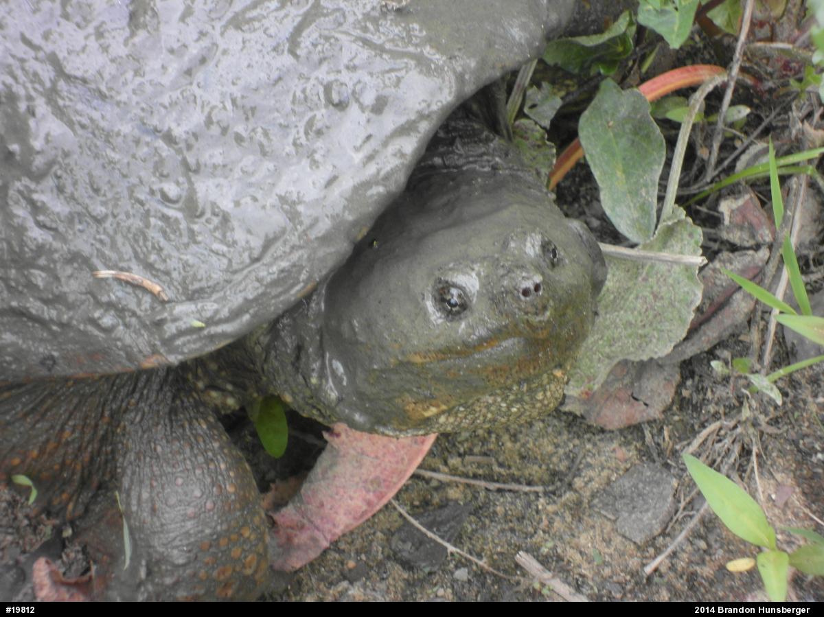 Snapping Turtle
