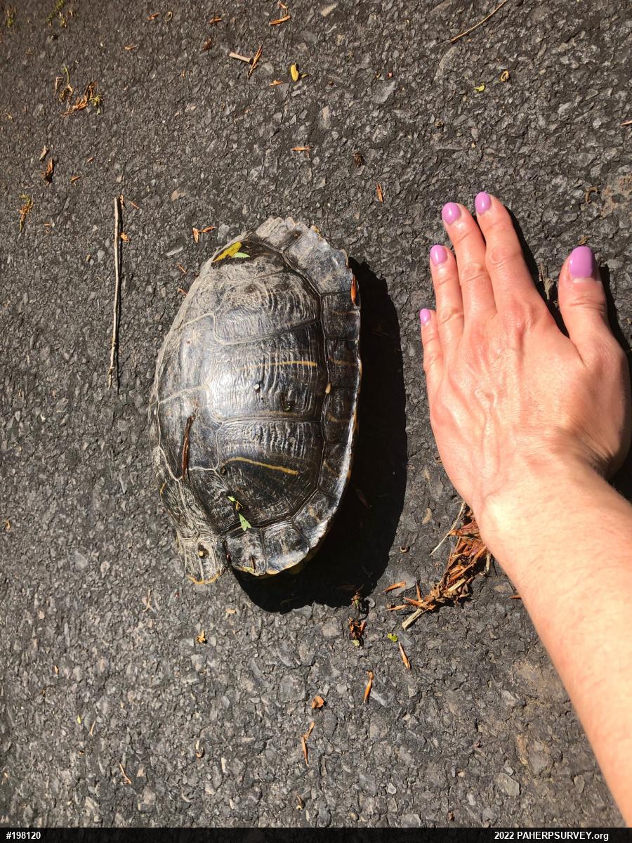 Red-eared Slider