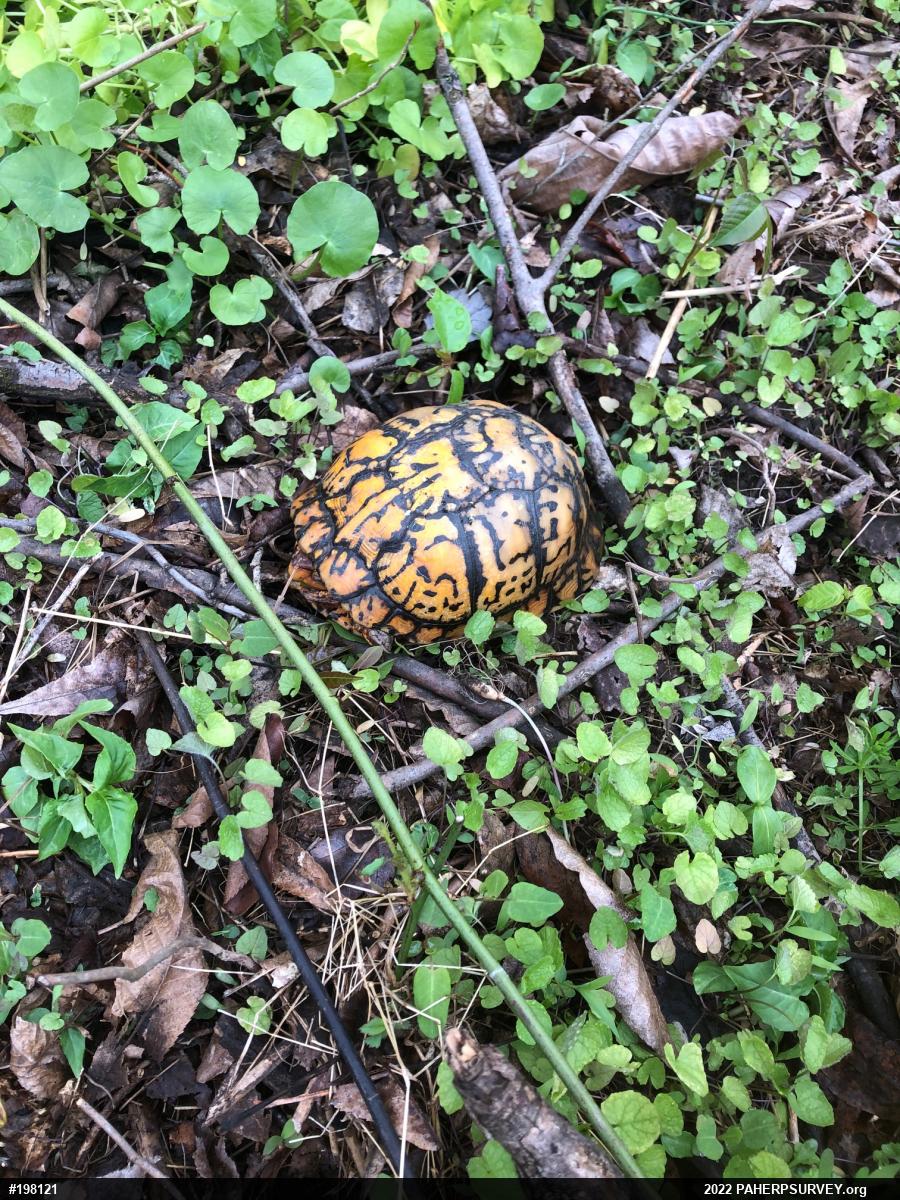 Eastern Box Turtle