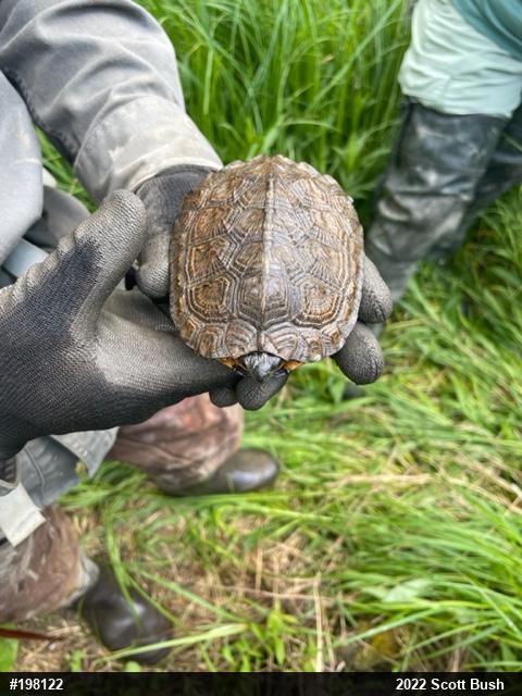 Wood Turtle