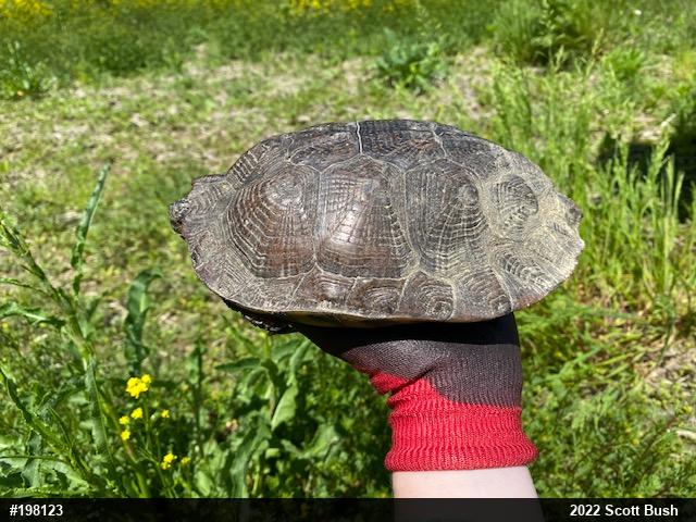 Wood Turtle