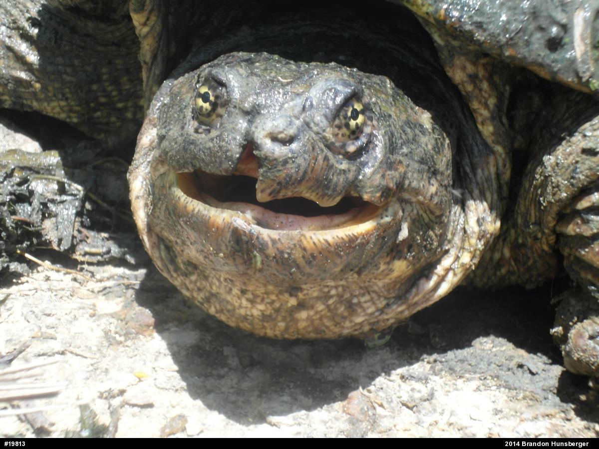 Snapping Turtle