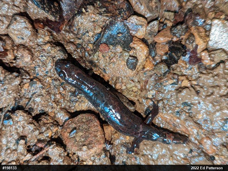 Northern Dusky Salamander