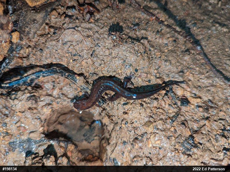 Allegheny Mountain Dusky Salamander