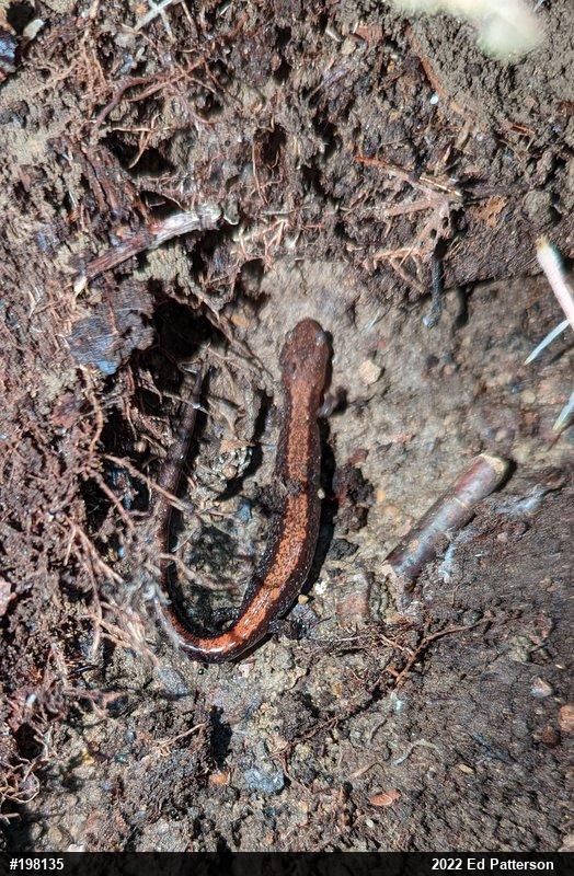 Eastern Red-backed  Salamander