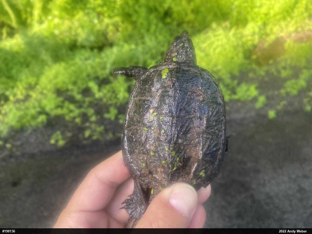 Snapping Turtle
