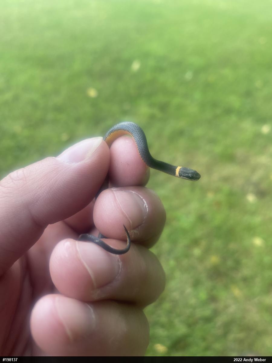 Northern Ring-necked Snake