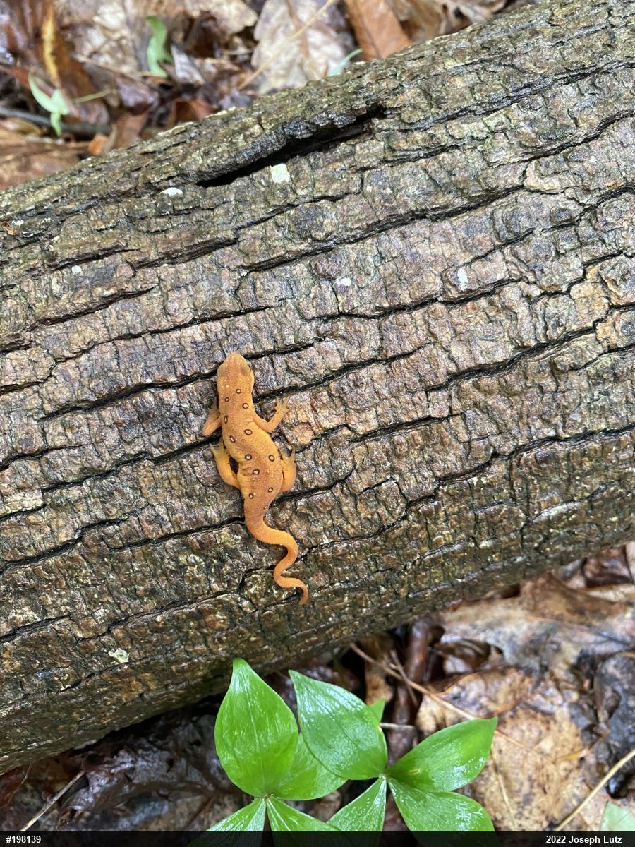Red-spotted Newt