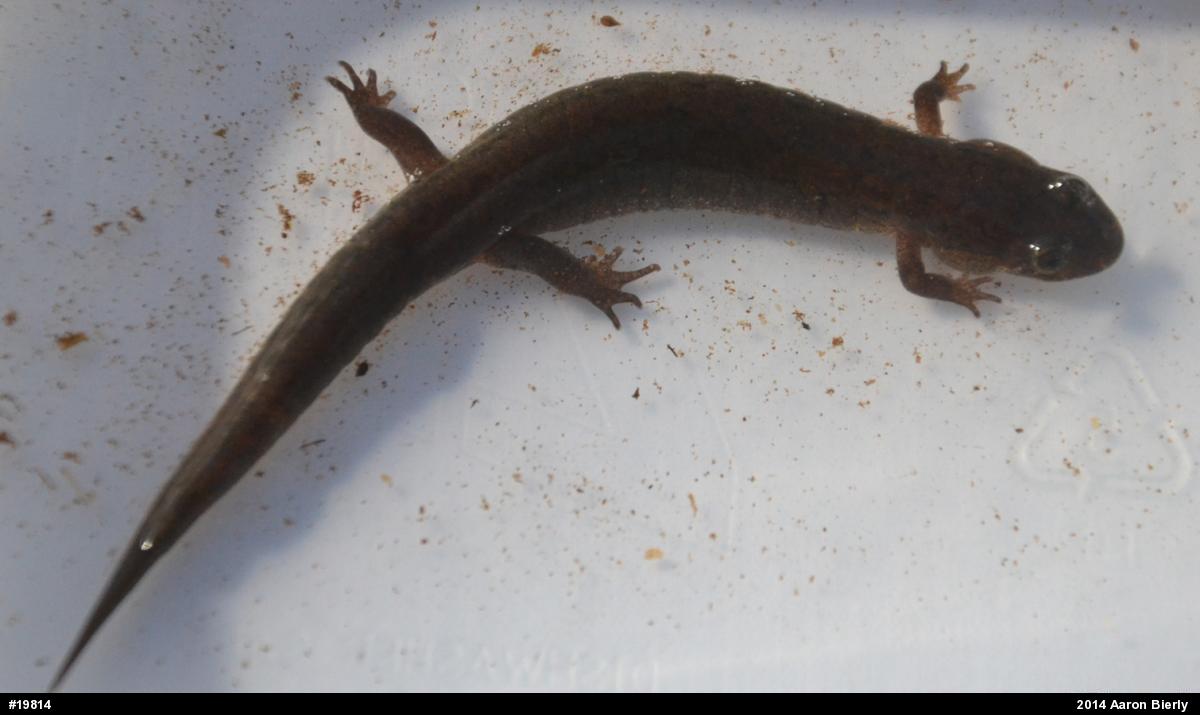 Northern Dusky Salamander