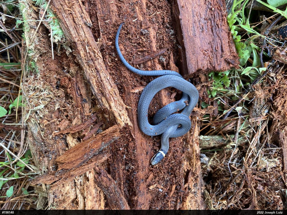 Northern Ring-necked Snake