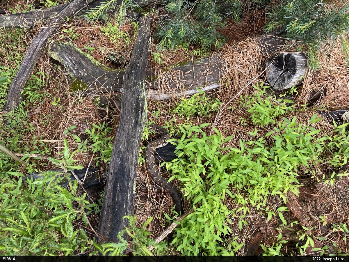 Timber Rattlesnake