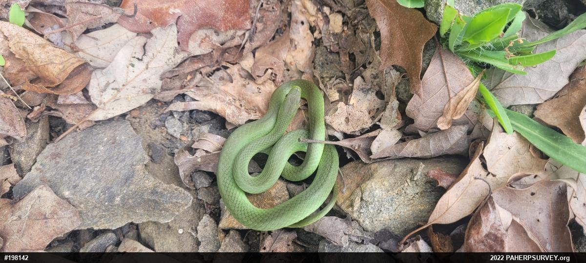 Smooth Greensnake