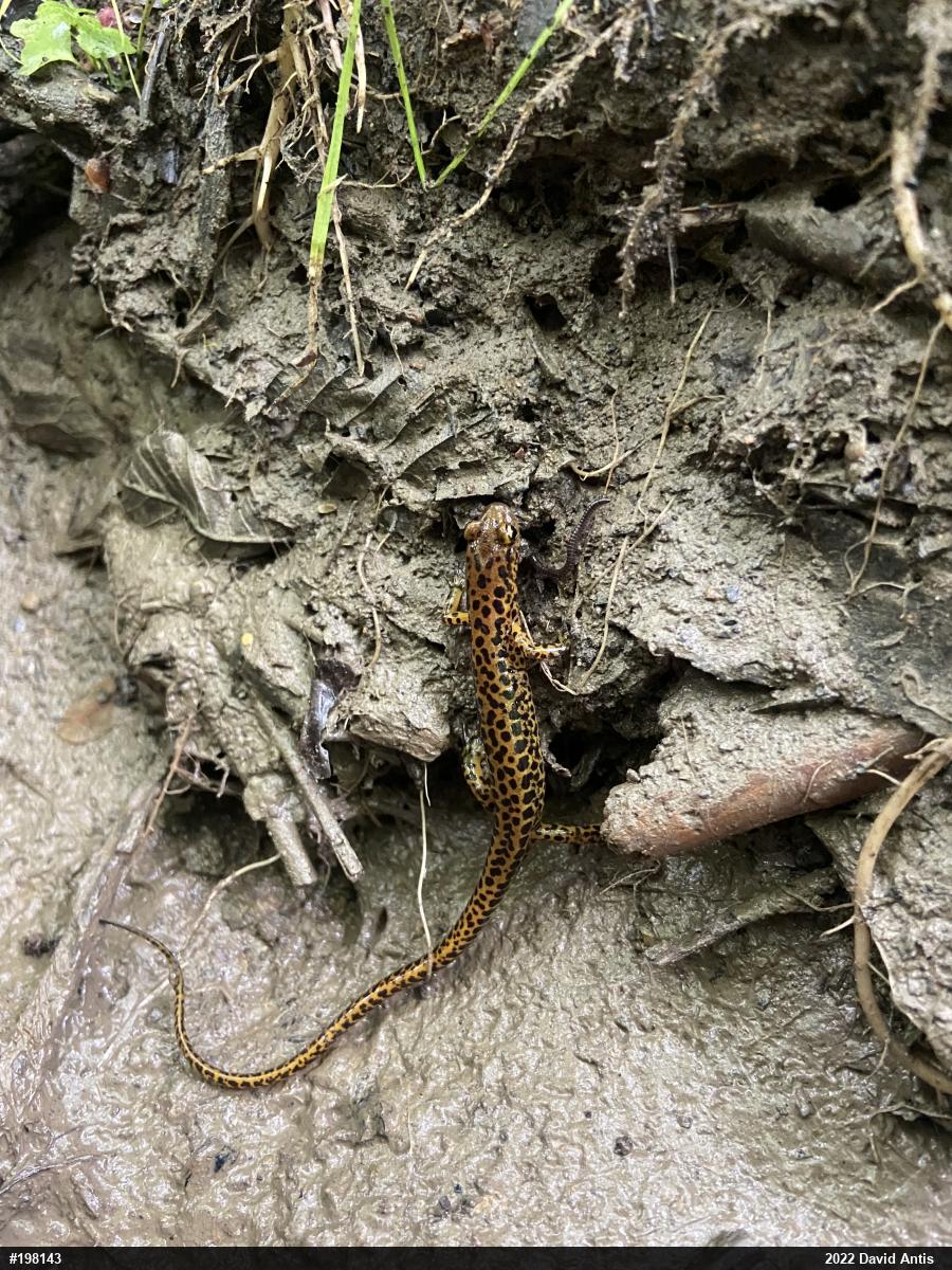Eastern Long-tailed Salamander