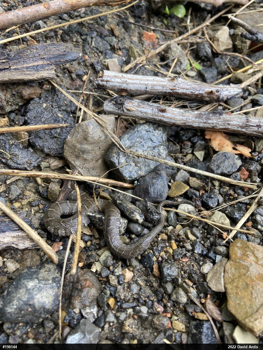 Northern Watersnake
