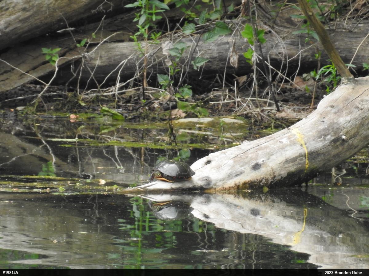 Painted Turtle