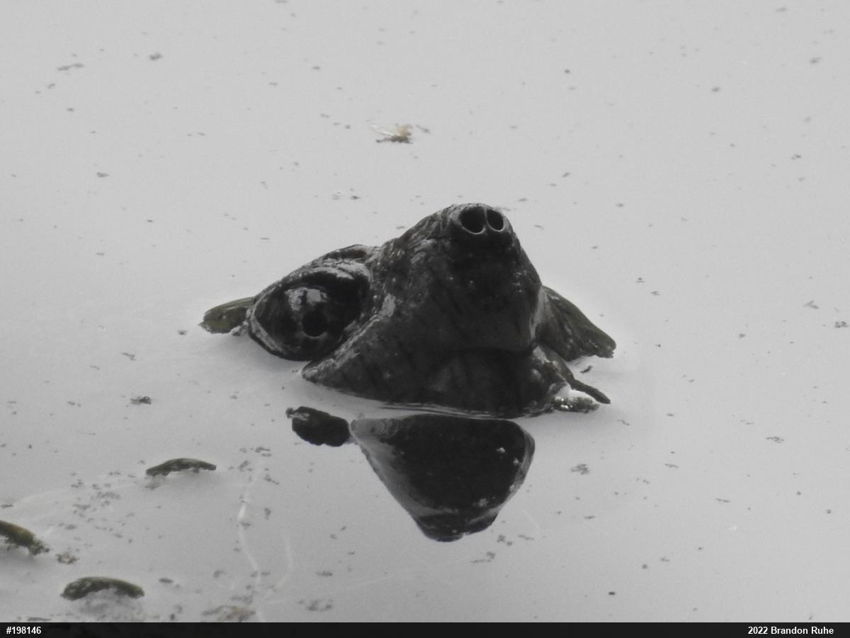 Snapping Turtle