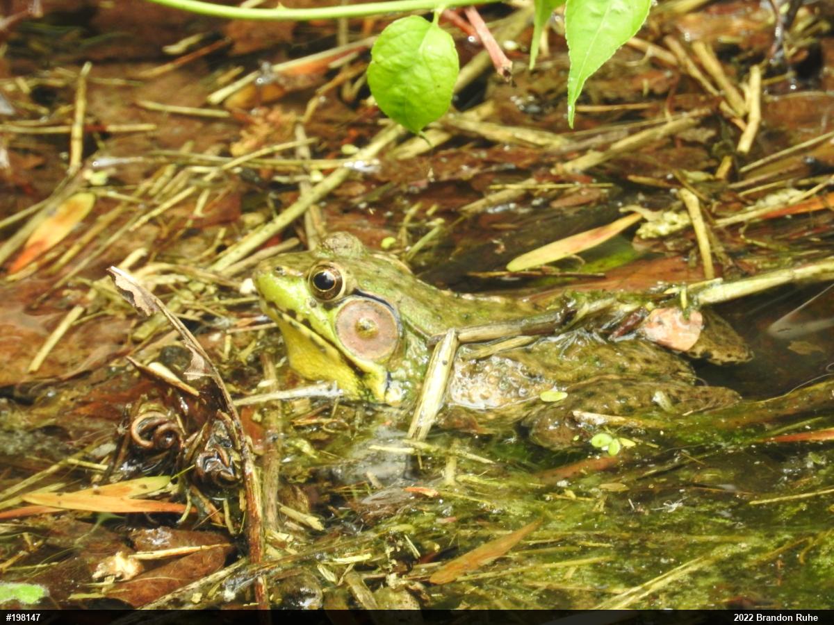Green Frog