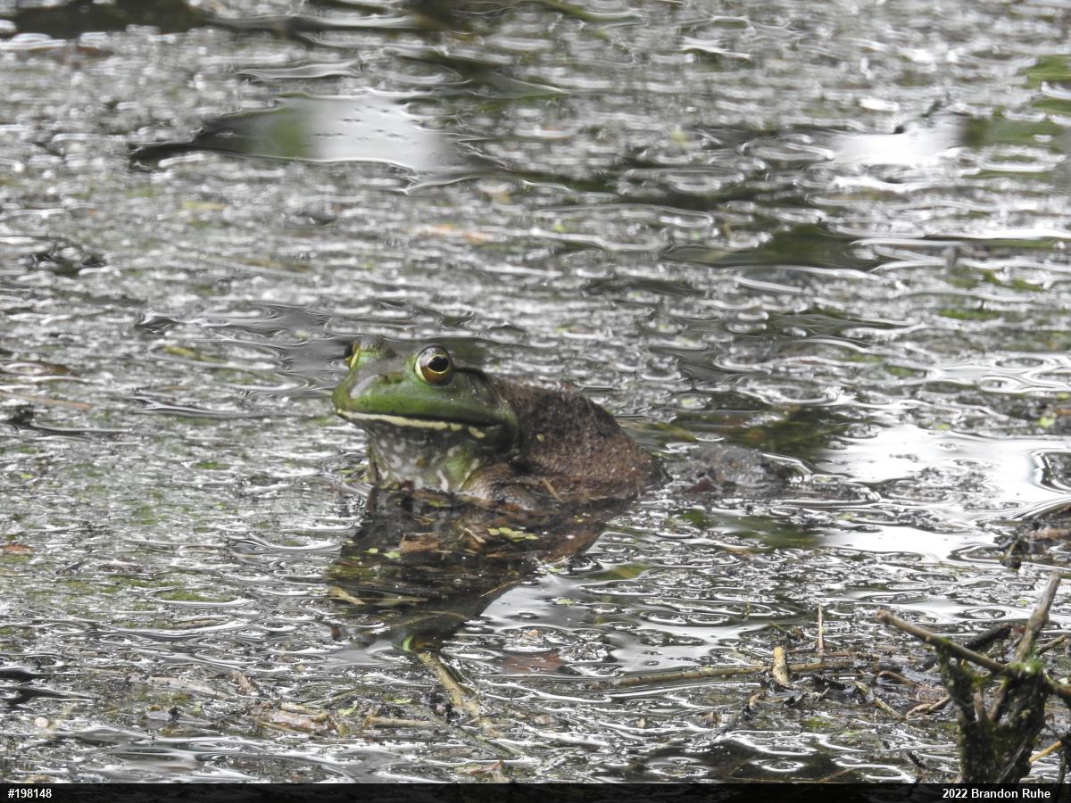 American Bullfrog
