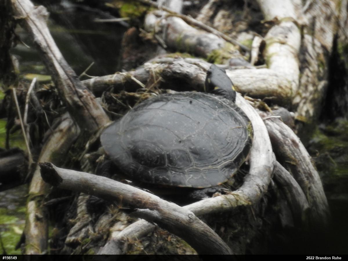 Painted Turtle