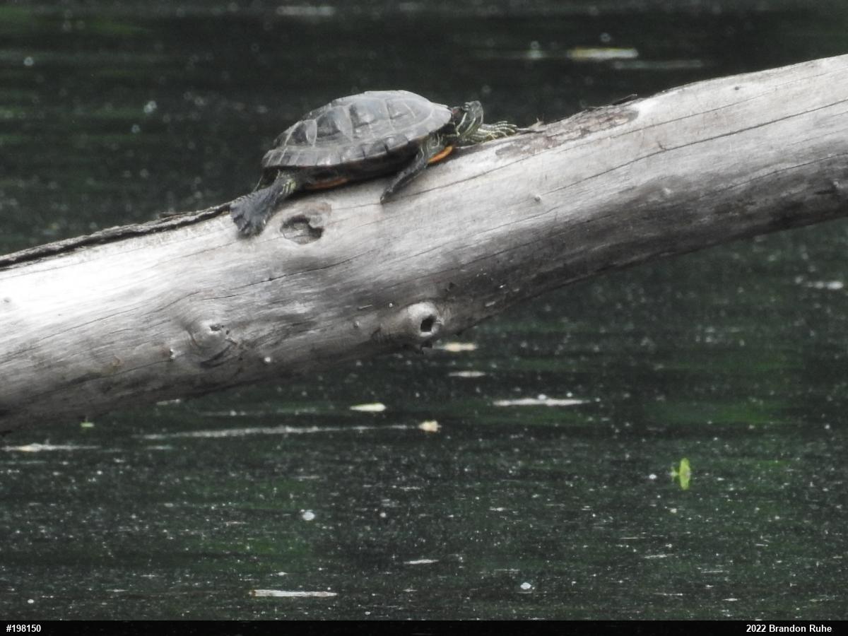 Red-eared Slider