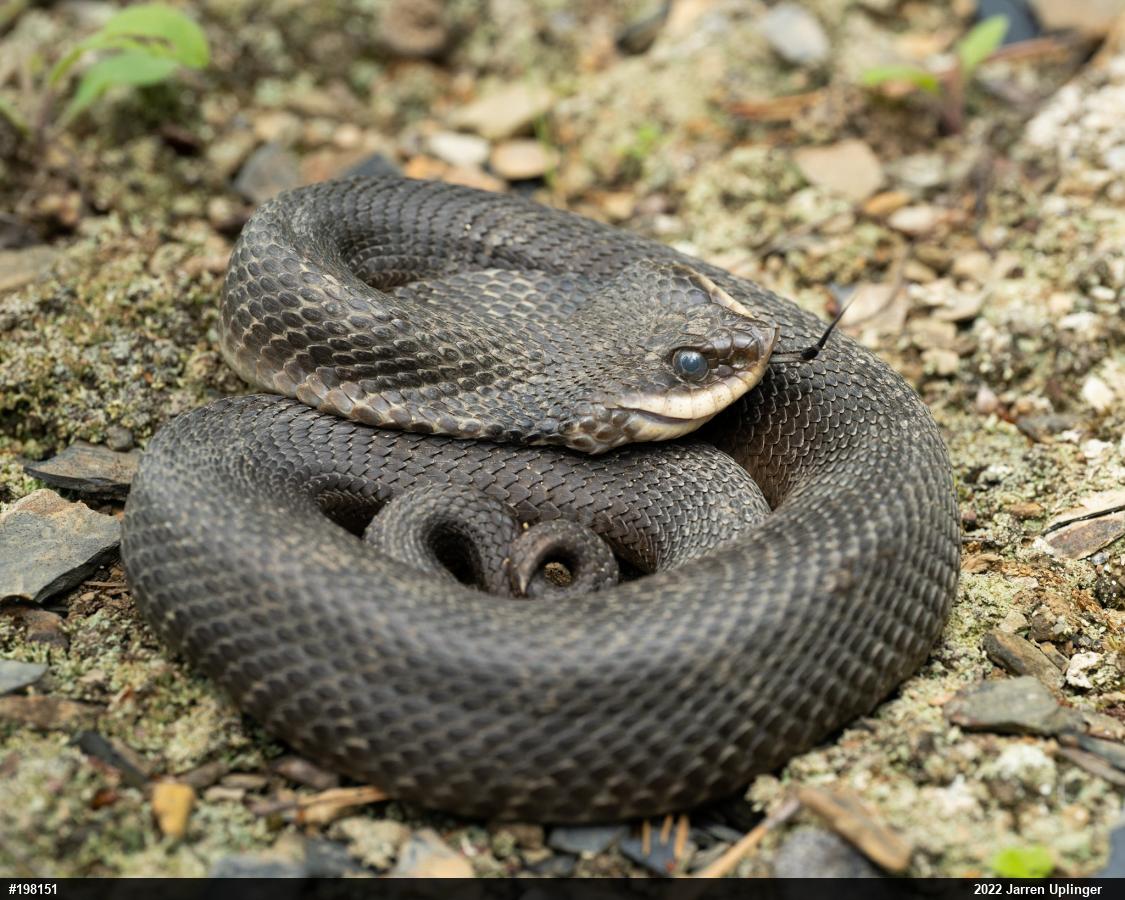 Eastern Hog-nosed Snake