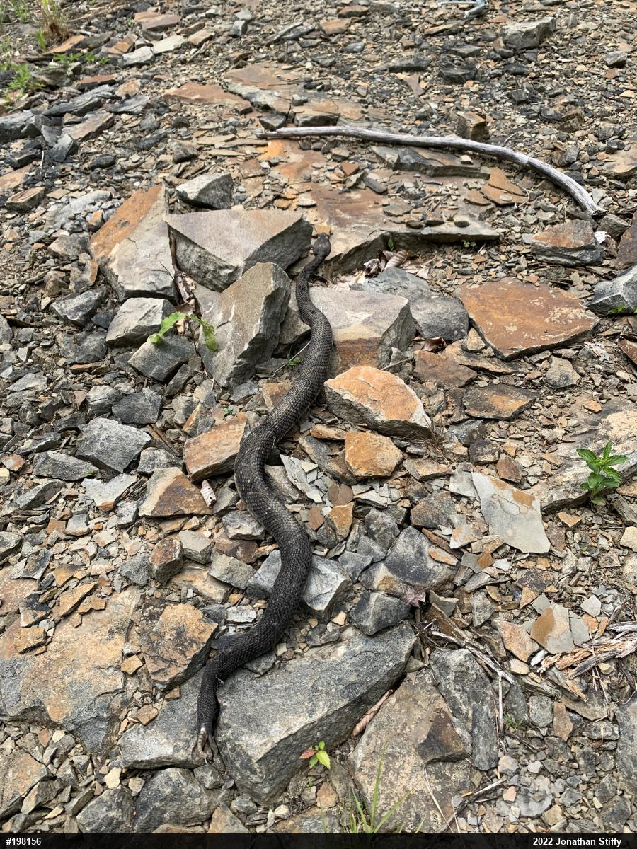 Timber Rattlesnake