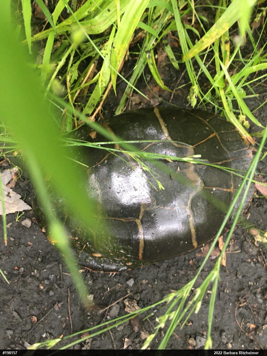 Painted Turtle
