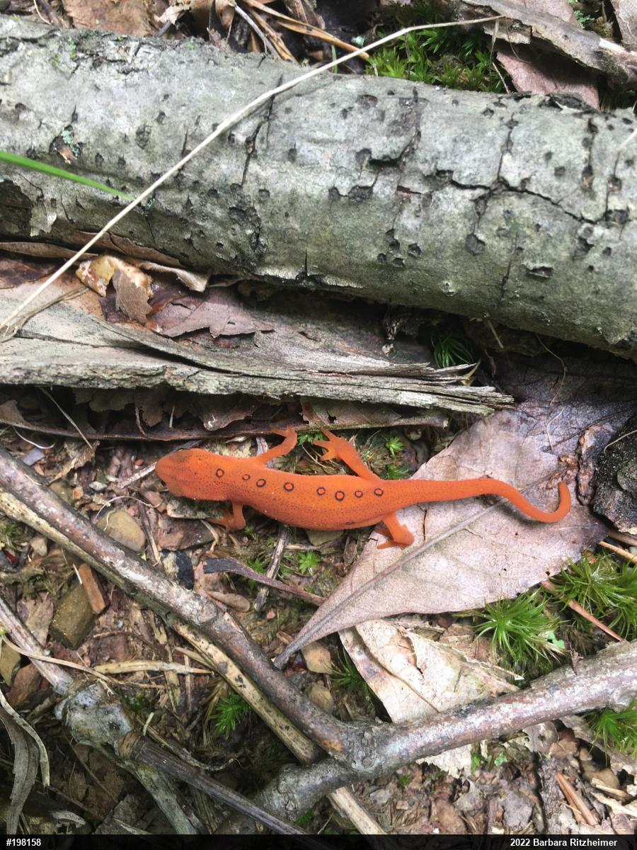 Red-spotted Newt