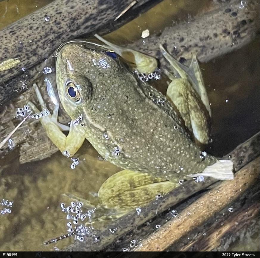 Green Frog