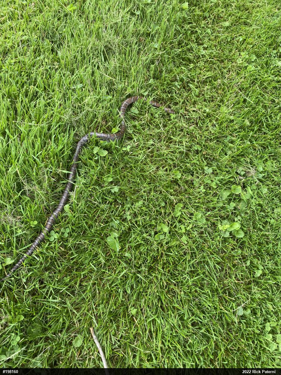 Eastern Milksnake