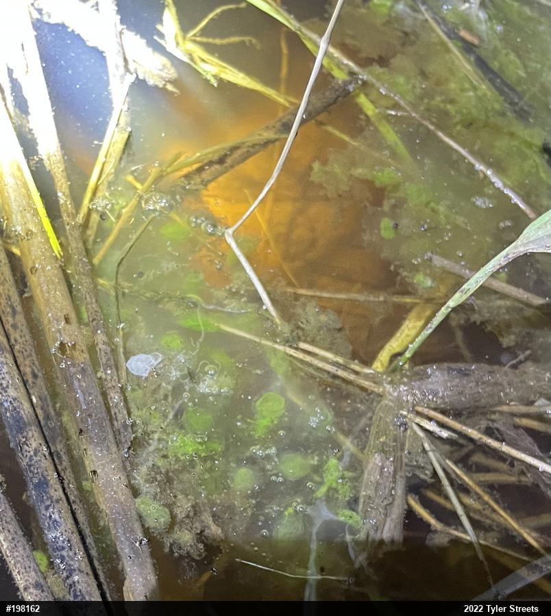 Spotted Salamander