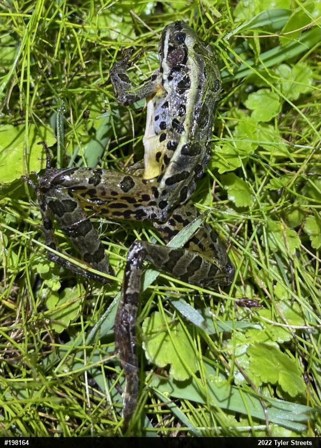 Pickerel Frog