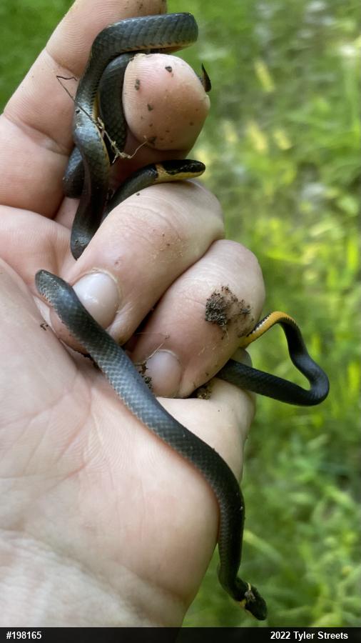 Northern Ring-necked Snake