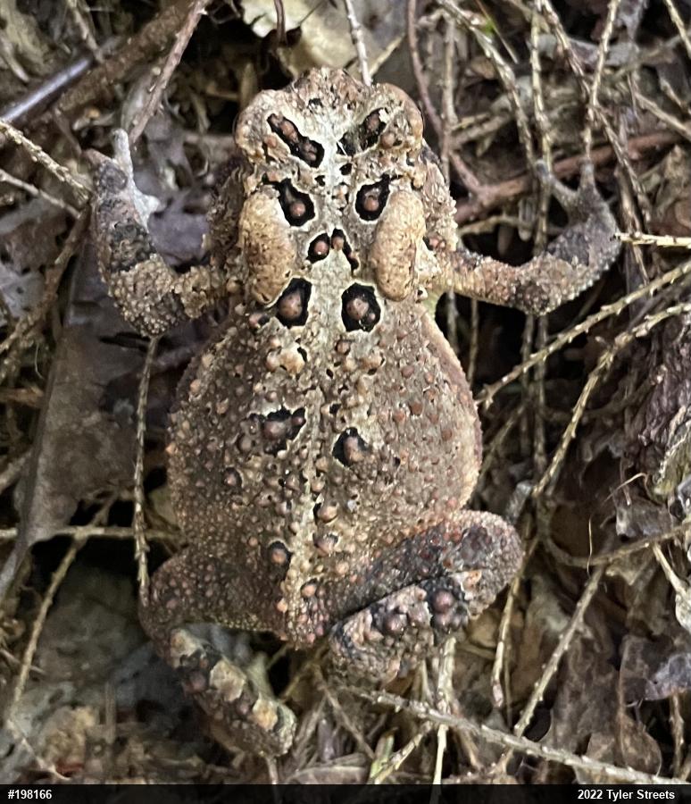 Eastern American Toad