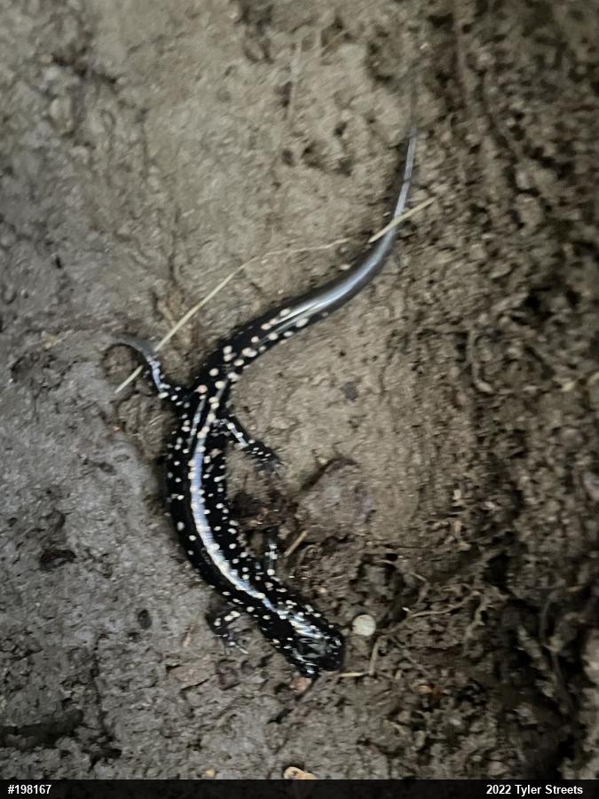 Northern Slimy Salamander