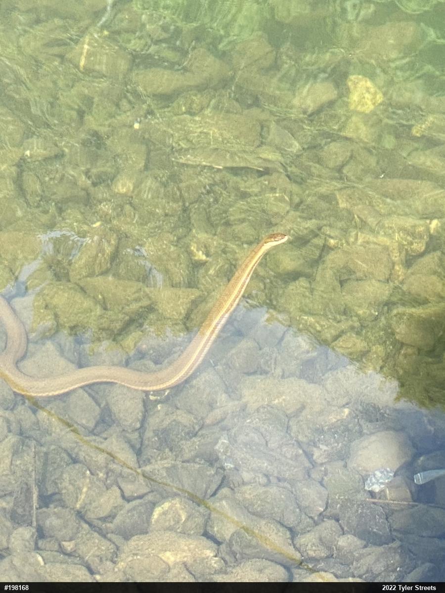 Queensnake