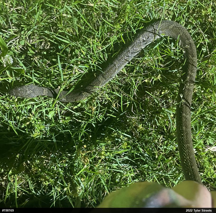 Northern Watersnake