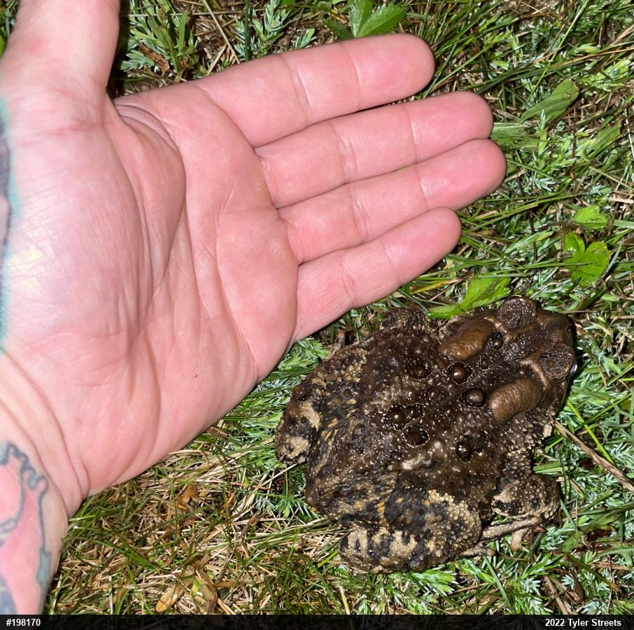 Eastern American Toad
