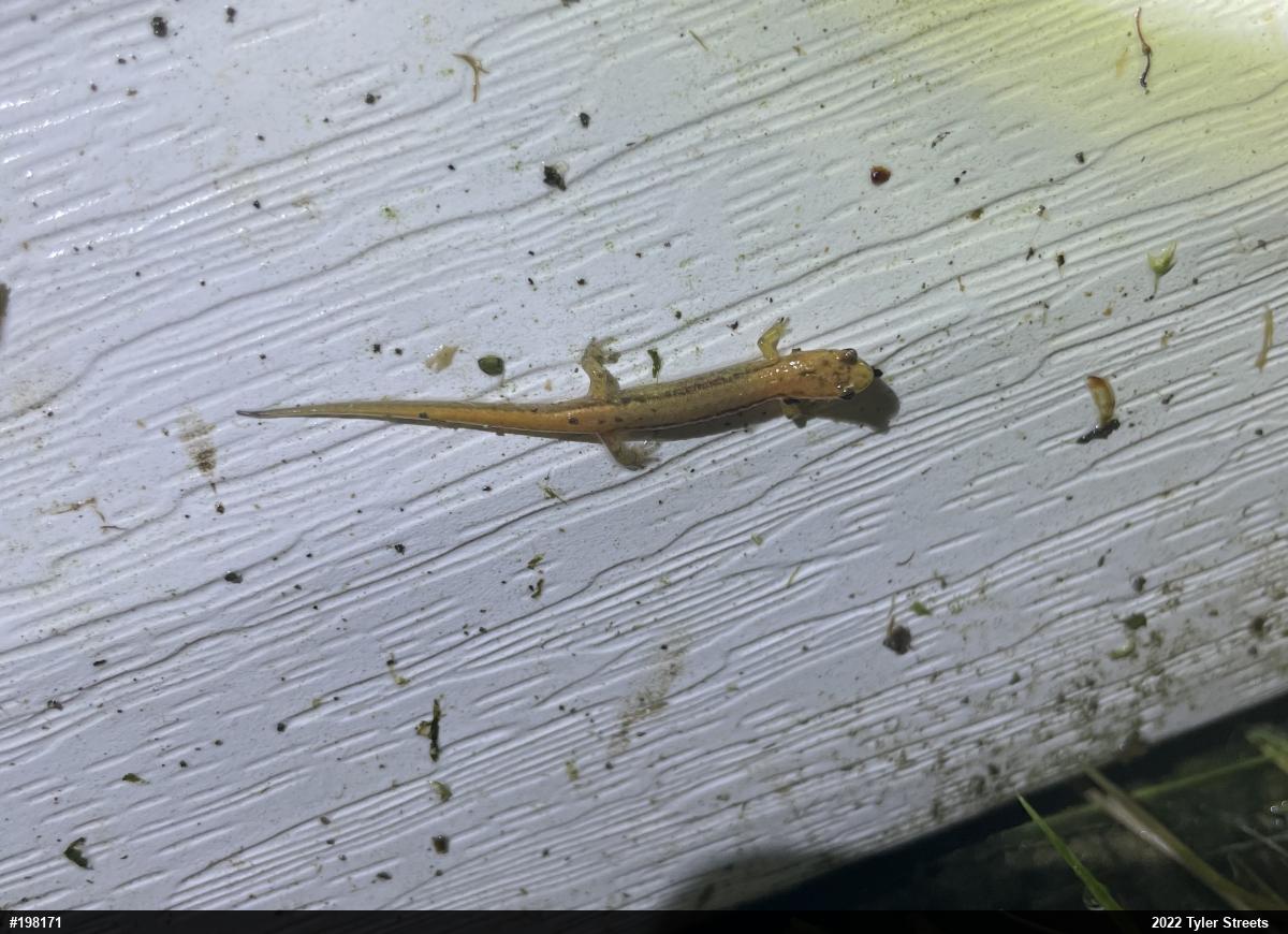 Allegheny Mountain Dusky Salamander