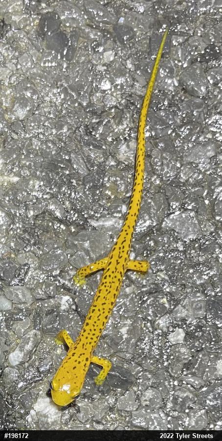 Eastern Long-tailed Salamander