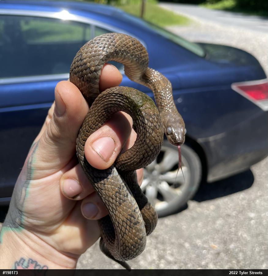 Northern Watersnake