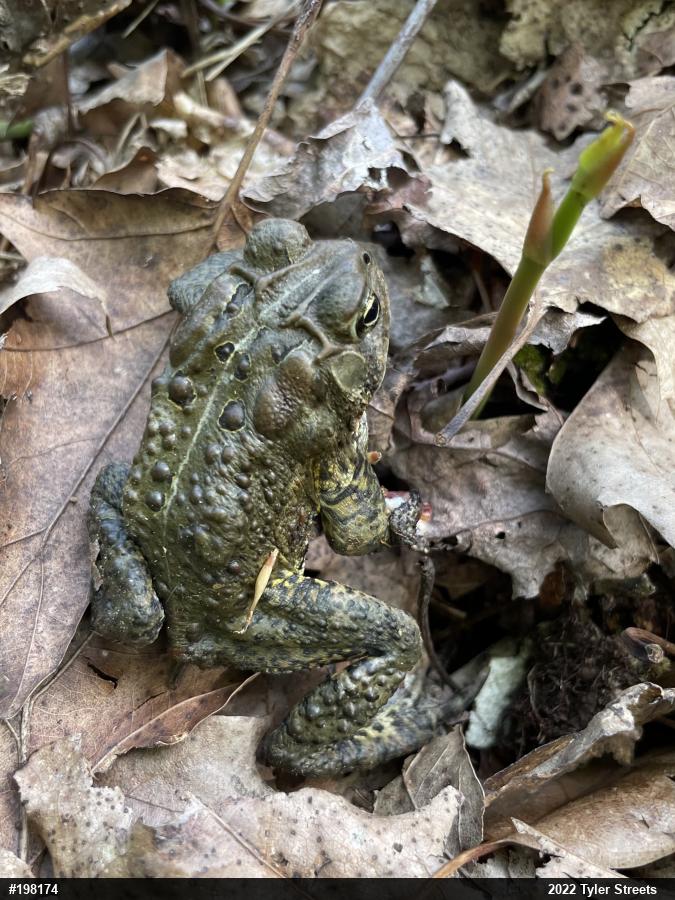 Eastern American Toad