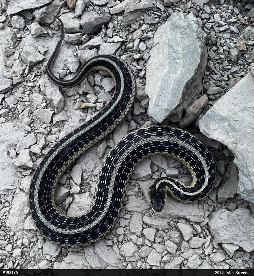 Eastern Gartersnake