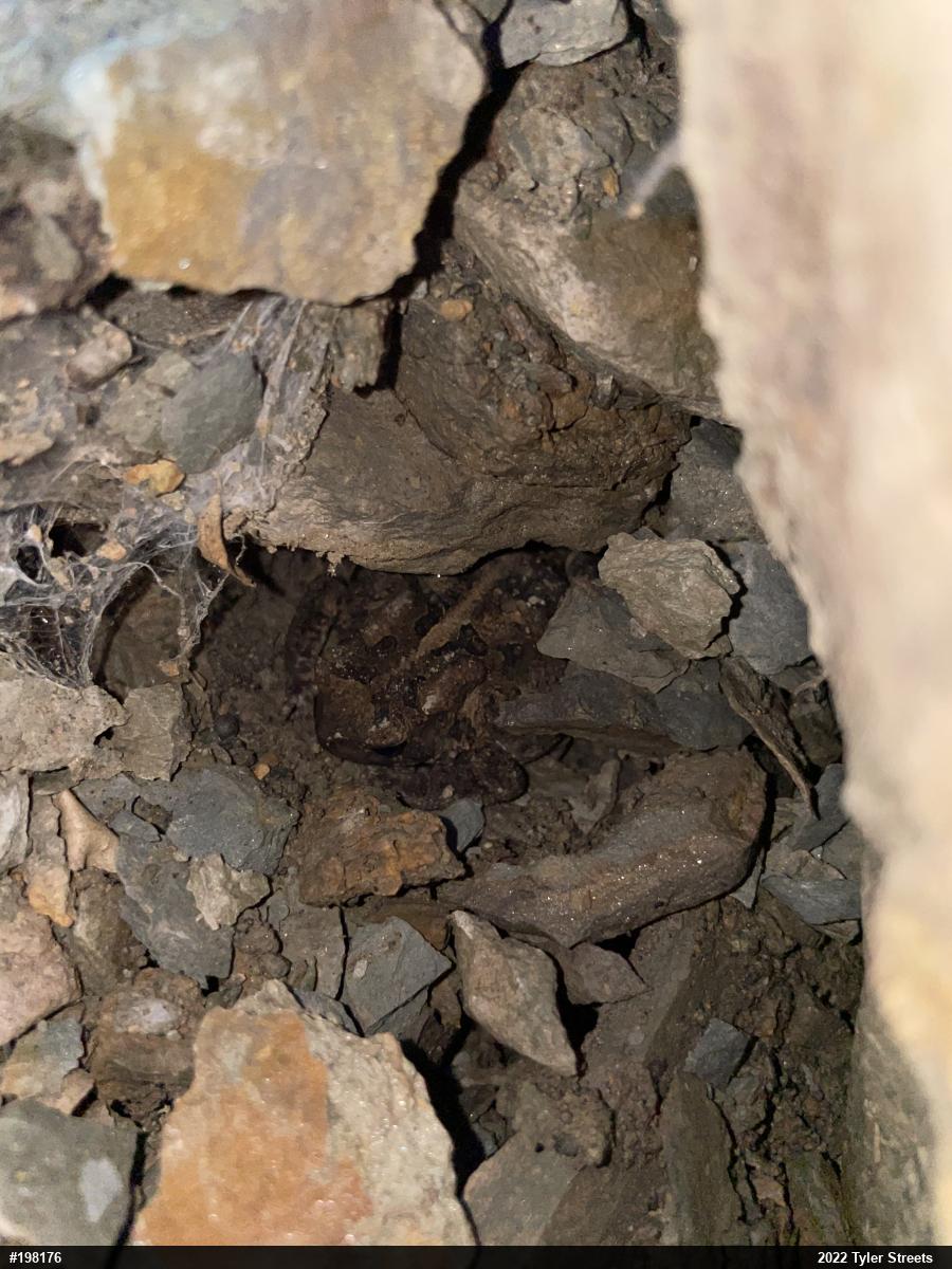 Eastern American Toad